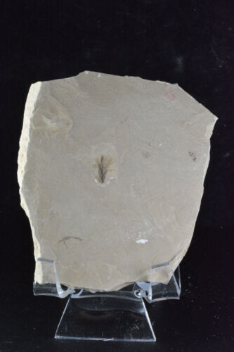 Feather Fossil, Green River Formation, Bonanza, Utah - Picture 2 of 4