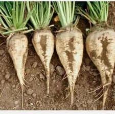 Sugar Beet Seeds 20+ Ct Vegetable Garden NON-GMO HEIRLOOM USA 