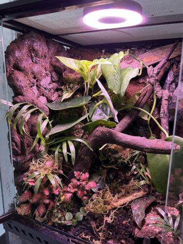 terrarium glas - Bild 3 von 7