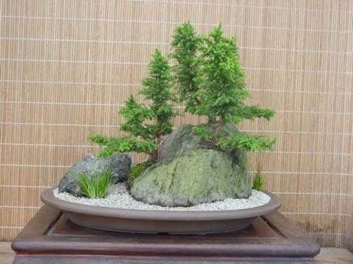 2 Cryptomeria Yoshino Japanese Cedar Trees - 6-12" Tall Live Plants - Quart Pot - Picture 8 of 8