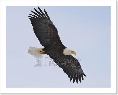 Alaskan Bald Eagle Art Print Home Decor Wall Art Poster F