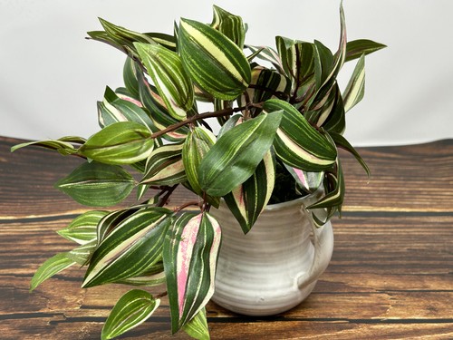 Pequeña planta artificial ROSA JOYA 8" imitación seda PULGADAS en maceta en blanco cerámica de 2 asas - Imagen 4 de 8