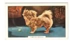 1938 Gallaher Dog Trading Card "Tibetan Spaniel" #15