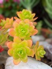 Sedum decumbens * Cutting*  4cm diameter Sedum succulent