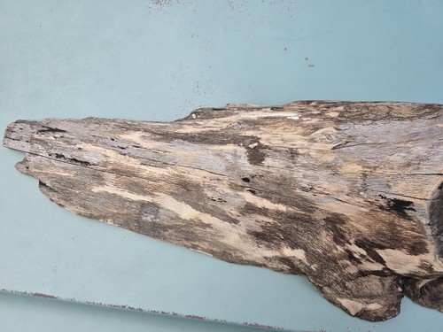 Reclaimed Live Edge Wood Lumber Tree Buhr Knot DIY Rustic Mount - Picture 5 of 21