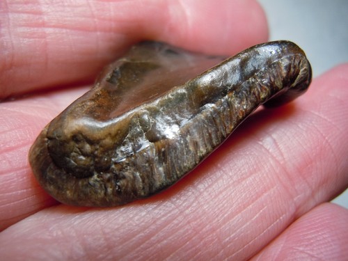 Fossil Mammal Rare Silicified Bone Stone Specimen Kansas 12 Grams - Picture 6 of 12