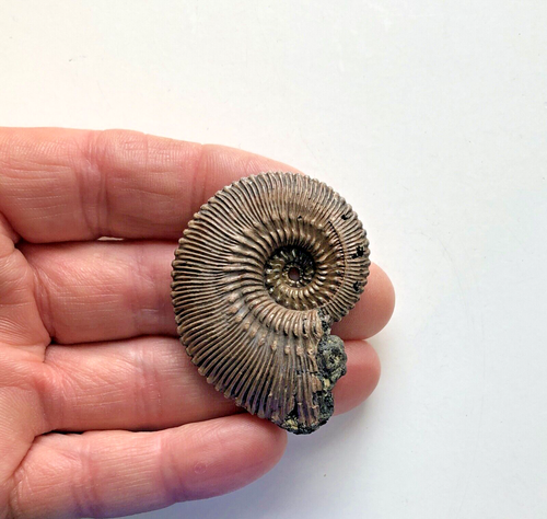 Kosmoceras (Lobokosmoceras) proniae (Teisseyre, 1883) Fossil Ammonite - Picture 7 of 17