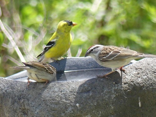 Vogeltränke aus Natur Flussstein Wasserschale Ø15cm Winterfest -6 Kg - Bild 6 von 7
