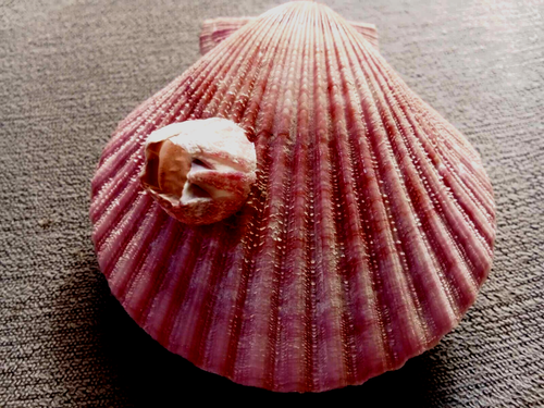 Chlamys Senatoria 81mm F+++/GEM, wunderschöne Farbe mit natürlichem Aufsatz - Bild 1 von 7