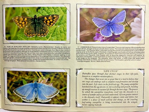 British Butterflies-Grandee-Cigarette Cards-1983-Special Album-Collectors Item - Picture 6 of 12