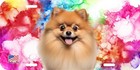 Pomeranian Face Dog Can Personalize Novelty Metal License Plate J