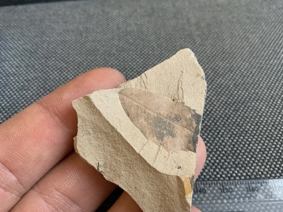 Rare Fossil Willow Tree Leaf Specimen, Eocene, Green River, Utah, USA. 54 MYO - Image 2 of 4