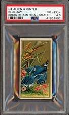 1888 N4 Allen & Ginter Birds of America (PSA 4.5 VG/EX) Blue Jay