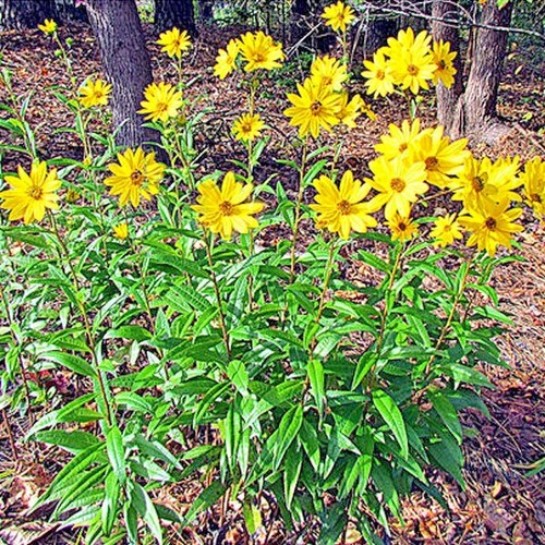 100+SWAMP SUNFLOWER Seeds Perennial Native Wildflower Poor Soils Heat Cold Easy - Picture 4 of 12
