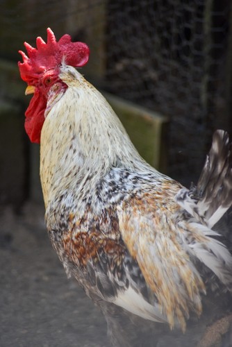 10+2 Rainbow Layer Assorted Fertile Hatching Eggs Olive Green Sage Blue Brown - Bild 10 von 10