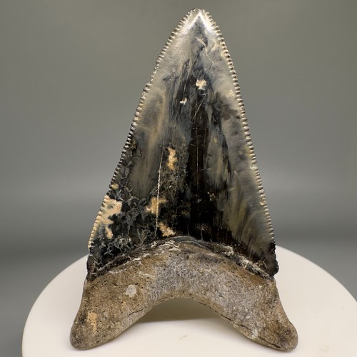 Fantastic Colors, Sharply Serrated Lower 2.54" MEGALODON Tooth - Venice, FL - Picture 2 of 6