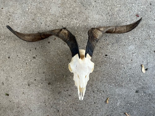 Real CATALINA GOAT SKULL Taxidermy 29” Horns Removable Flush Mount Oddities