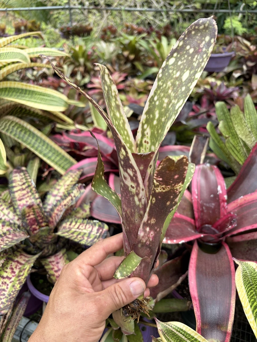 Billbergia Perennial Plants & Seedlings for sale | eBay