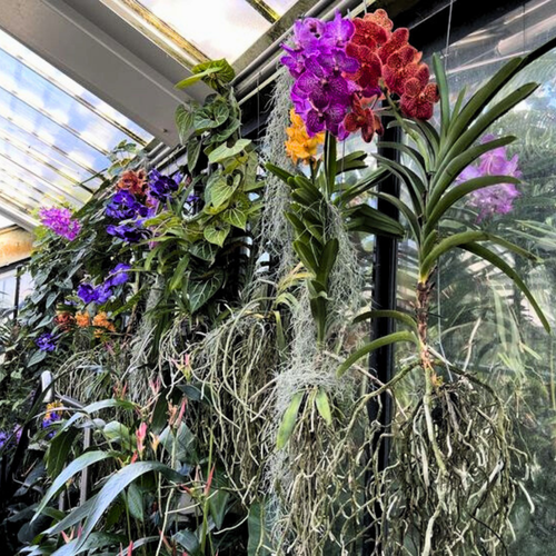 Home Gardening Plastic Orchid Hanging Pots Vanda Mesh Air Plant Cup Décor 40 Pcs - Picture 13 of 16