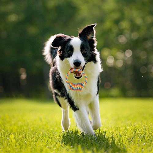 Dog Rope Toy Strong Chew Knot Rope Teeth Cleaning Handle Chewers Interactive - Picture 4 of 9
