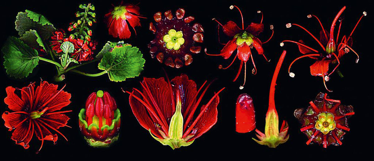 Thumbnail - Bildatlas Der Blütenpflanzen. 200 Botanische Familien Porträt.