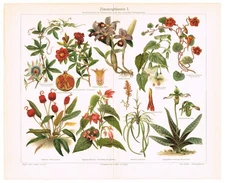 ORCHIDS BEGONIAS as Houseplants POMEGRANATE 1899 ChromoLithographe Print ANTIQUE