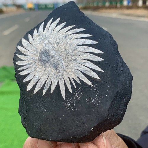 342G Natural Chrysanthemum Stone Quartz Carving Halo Treatment Gift - Picture 5 of 23