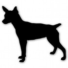 Rat Terrier Dog Breed Car Vinyl Sticker - SELECT SIZE