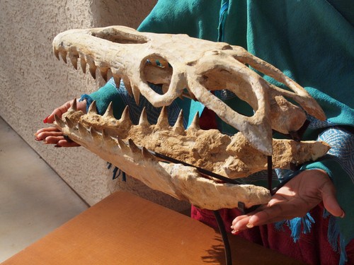 Large Museum Quality Mosasaur Dinosaur Skull with Nice Fossil Teeth - Picture 4 of 19