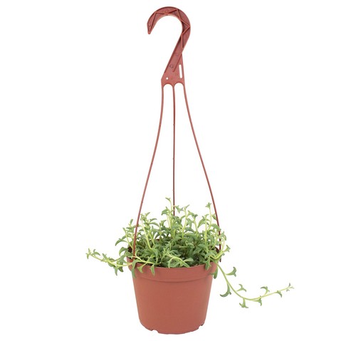 Succulents | Trailing Collection | String of Dolphins Unique Cascading, Hand ...
