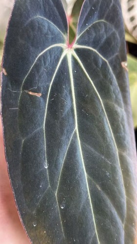 Anthurium Carla (carlablackiae) × RVDP – Top-tier Selection - Picture 7 of 7