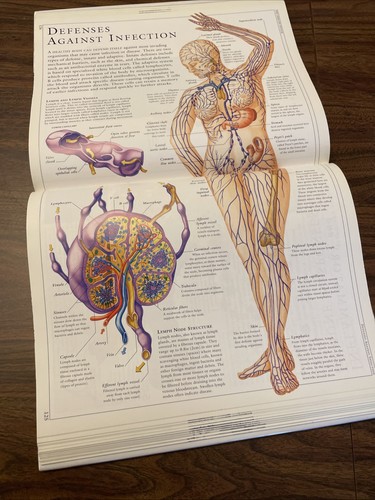 Human Body Educational Illustrated Guide To Structure Function & Disorders DK - Picture 18 of 20
