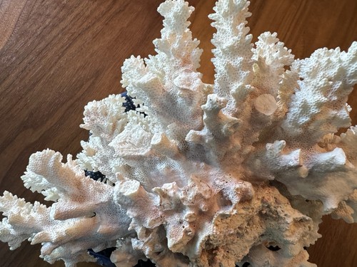 NATURAL WHITE CAULIFLOWER CORAL POCILLOPORA MEANDRINA 10”x9” AQUARIUM Home Decor - Bild 18 von 24