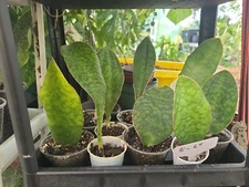 Baby Sansevieria Masoniana Whale Fin Snake Plant 5-6" in 2,5" pot rooted