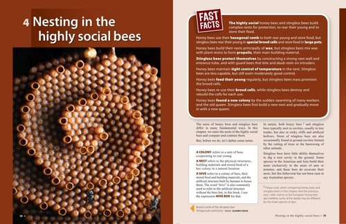 The Australian Native Bee Book By Tim Heard Keeping Stingless Bee Hives - Picture 5 of 8