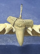 SHARK TOOTH PENDANT. 1 Inch Fossilized LEMON Shark Tooth From Bone Valley Fl 