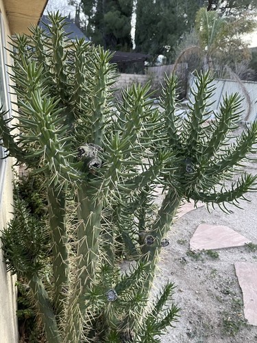 Eve’s Needle Cactus Plant Austrocylindropuntia Subulata Get 5X 8” Or Longer Cuts - Picture 7 of 7
