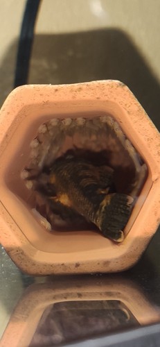 6 Pk Calico Bristlenose Plecos, Super Red Marble gene (Ancistrus sp.)@ 1.5" - 2" - Picture 6 of 6