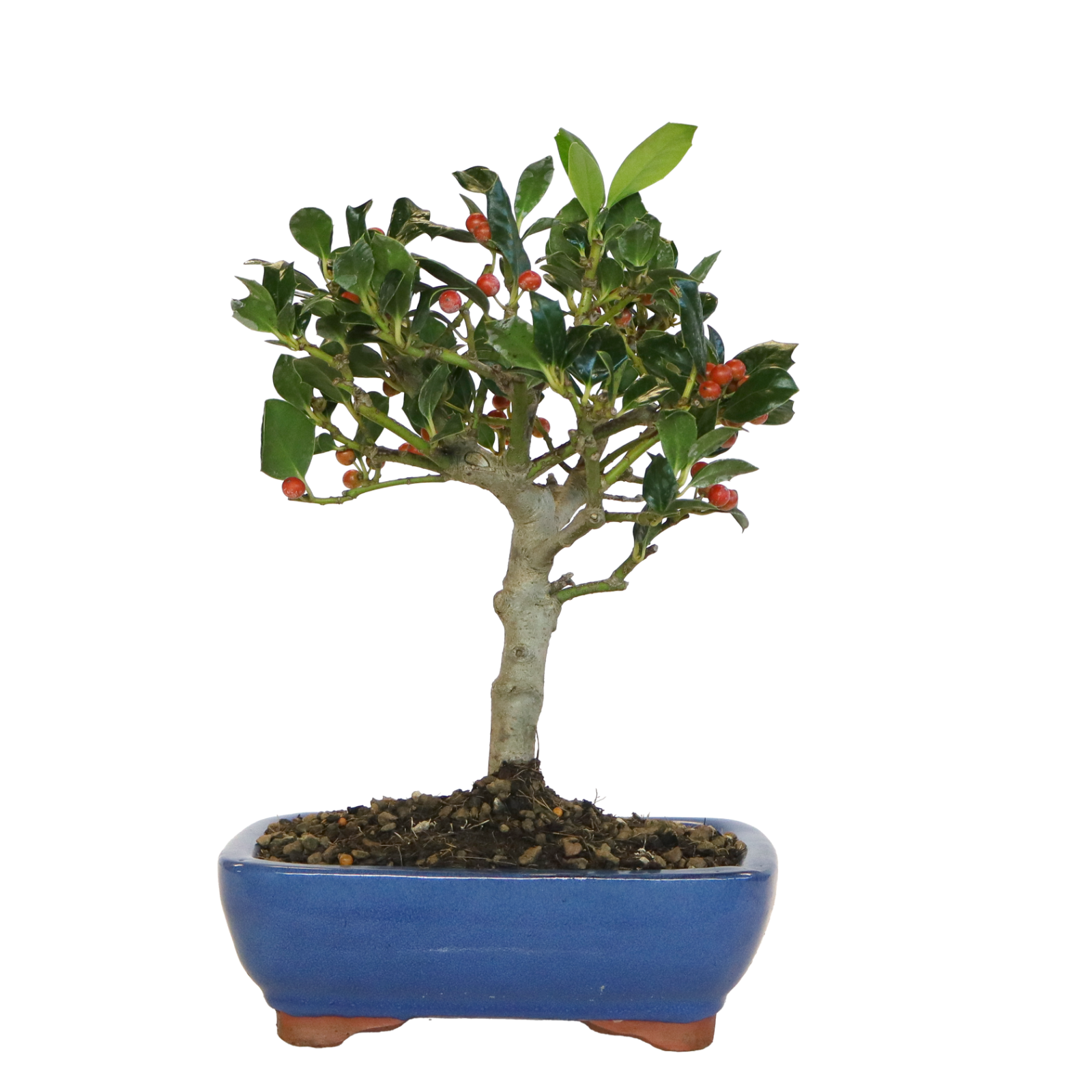 KENTIS -Bonsai Ilex Nellie Stevens -  Agrifoglio - Esterno- H 25/30 cm Ø 21 cm