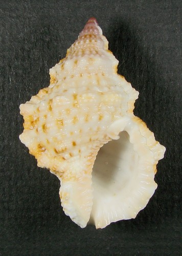 BURSA GRANULARIS CUMINGIANA 45.77mm BEAUTIFUL SPECIMEN Moorea, French Polynesia - Picture 1 of 2