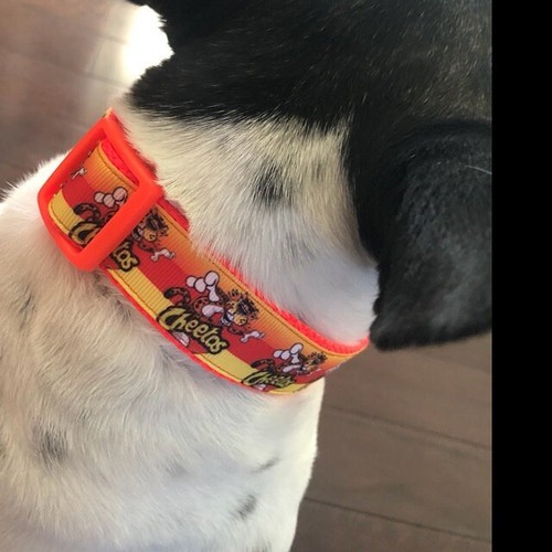 Bandana de fútbol americano Patriots perro pañuelo pañuelo pañuelo cuello perro pañuelo - Imagen 7 de 12