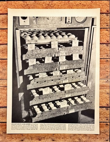 Collection of Living Germs Chick Embryos NIH Bethesda MD Vtg Magazine Print 1944