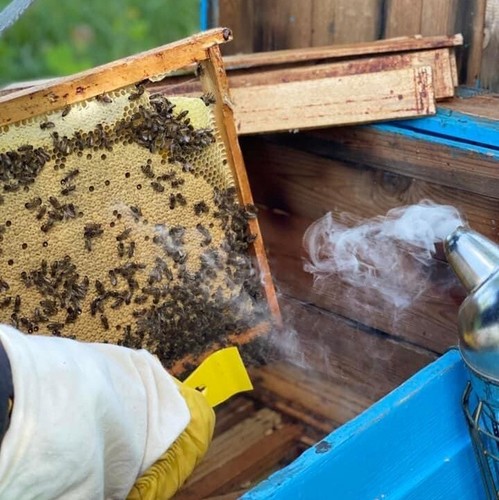 Rohes Bienenbrot (Perga) 1000g / 35oz — Ernte 2025 — Fermentiertes Superfood - Bild 7 von 9