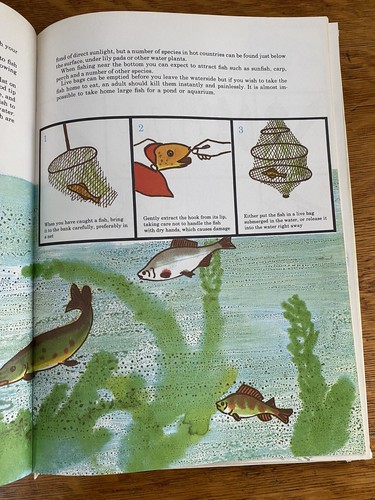 Vtg My Learn To Fish Book HC 1971 Golden Press Nature Guide Jen Denham - Picture 5 of 10