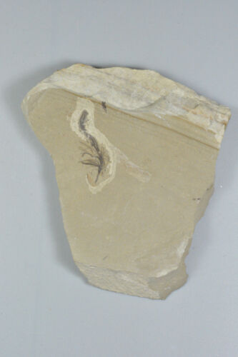Feather Fossil, Green River Formation, Bonanza, Utah - Picture 2 of 4