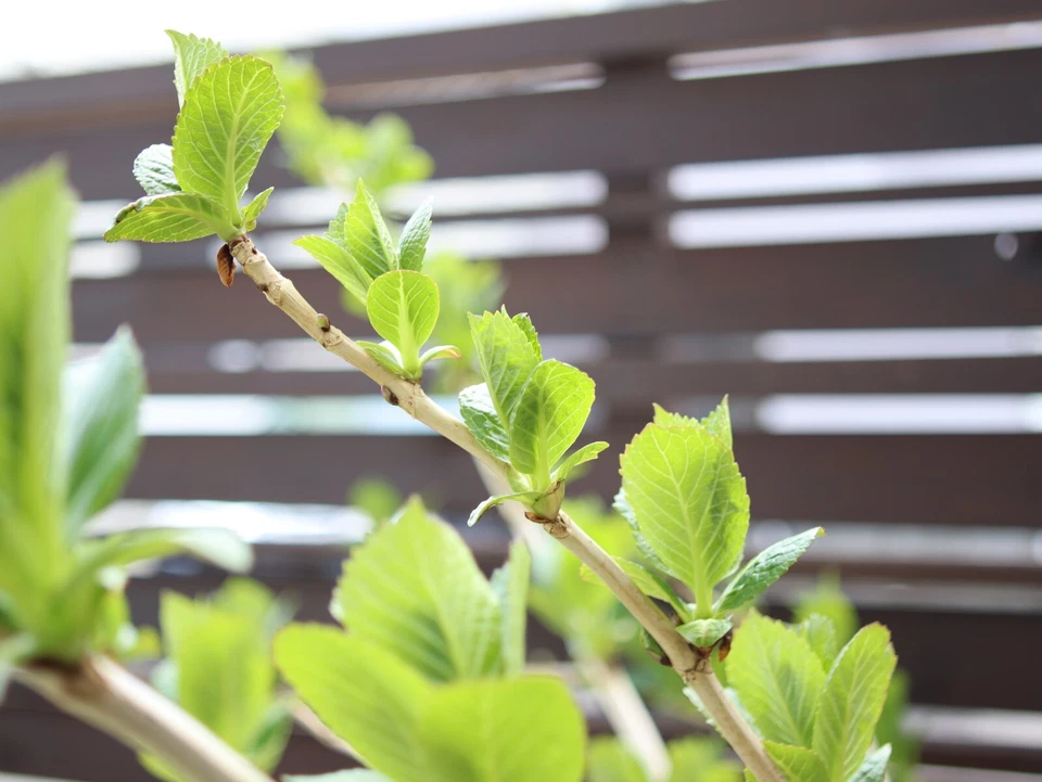 [Near Mint] CONTAX Carl Zeiss Distagon T* 35mm F/2.8 MMJ MF Lens C/Y from JAPAN - Image 3 of 4