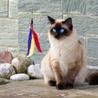 Foto 9 di 12