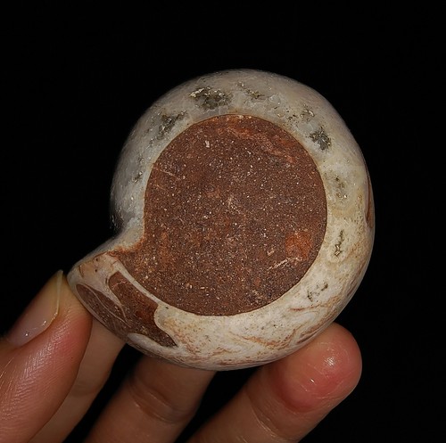 AMAZING AMMONITE!!! METALEGOCERATIDAE FOSSIL SINGLE CUT, FROM TIMOR, 51MM - Picture 6 of 7