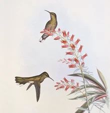 John Gould OWEN'S SABRE-WING Hummingbirds Vintage Art Print Bookplate 53