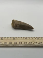 Tyrannosaurus T REX 2.5” African Carcharodontosaurus REAL FOSSIL CS 134